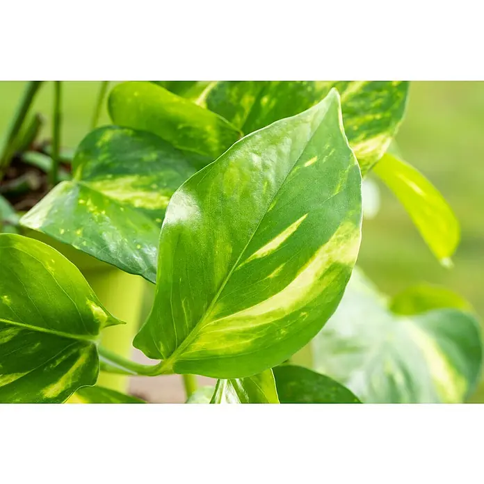 Piardino Efeutute - Epipremnum aureum, Topfgröße: 19 cm - Nahaufnahme eines üppigen Golden Pothos Blattes, das seine lebendigen grünen und gelben Farbtöne und seine Herzform zeigt.
