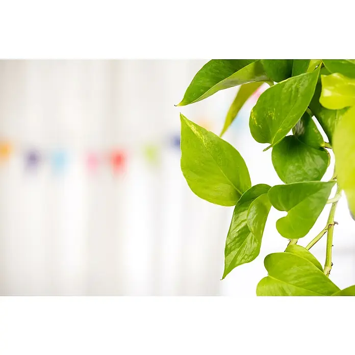 Piardino Efeutute - Epipremnum aureum, Topfgröße: 19 cm - Nahaufnahme einer Zimmerpflanze mit leuchtend grünen Blättern, die einen Hauch von Natur in den Raum bringt. Die Pflanze ist gesund und üppig.