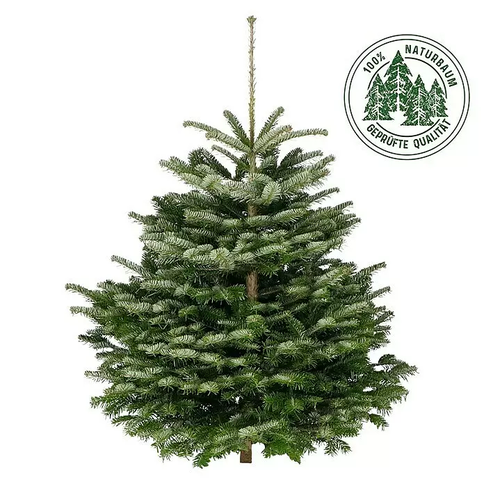 Piardino Nordmanntanne - 125 - 150 cm hoch, Abies nordmanniana - Vorderansicht