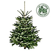 Piardino Nordmanntanne (150 - 175 cm, Weihnachtsbaum, Gesägt)