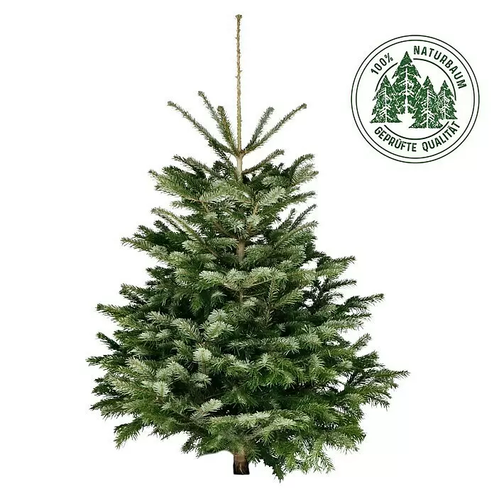 Piardino Nordmanntanne - 150 - 175 cm, Abies nordmanniana - Natürlicher grüner Weihnachtsbaum, teilweise gefrostet, mit einem 100% Naturbaum Qualitätssiegel.