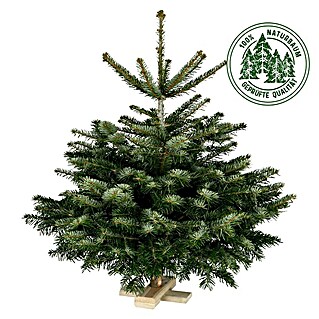 Piardino Nordmanntanne auf Holzkreuz (125 cm - 150 cm, Weihnachtsbaum, Gesägt)