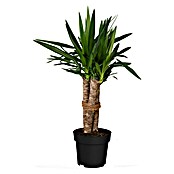 Palmlilie 3er Stamm (Yucca elephantipes, Topfgröße: 24 cm) | BAUHAUS