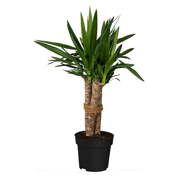 Palmlilie 3er Stamm - Yucca elephantipes, Topfgre: 24 cm online kaufen  bei BAUHAUS