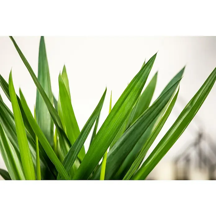 Palmlilie 3er Stamm - Yucca elephantipes, Topfgre: 24 cm online kaufen  bei BAUHAUS