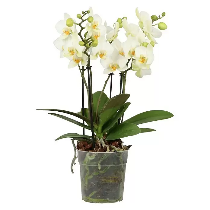 Piardino Schmetterlingsorchidee - Phalaenopsis Hybride, Topfgröße: 13 cm, Sortenabhängig, Aufrecht - Vorderansicht