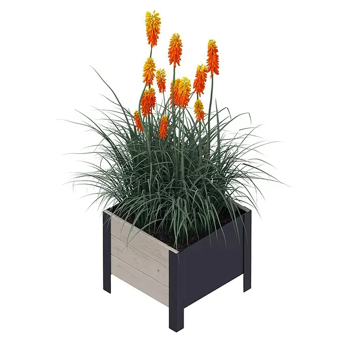 Upyard Pflanzkasten Modernbox niedrig - 36 x 36 x 32 cm, Holz, Grau/Schwarz - Blühende Fackellilien (Kniphofia) in einem modernen Holzkübel. Das Pflanzgefäß ist grau mit hellen Holzdetails und passt gut zur Blütenpracht.