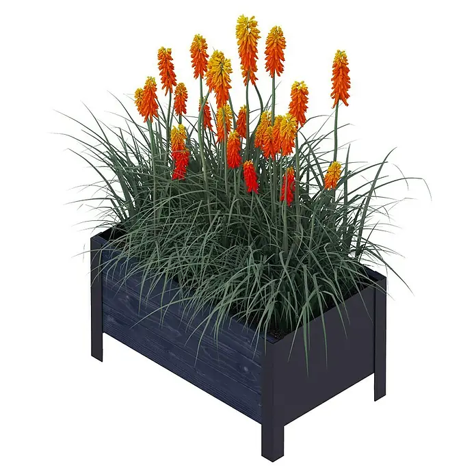 Upyard Pflanzkasten Modernbox niedrig - 58 x 36 x 32 cm, Holz, Schwarz - Stilvolle Blumenkasten-Ansicht: Ein Arrangement aus roten und gelben Fackellilien in einem Holzkübel mit dunkler Holzoberfläche.
