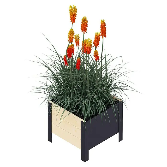 Upyard Pflanzkasten Modernbox niedrig - 36 x 36 x 32 cm, Holz, Natur/Schwarz - Blühende Fackellilie (Kniphofia) in einem modernen, zweifarbigen Pflanzgefäß, das eine attraktive Ergänzung für jeden Garten darstellt.