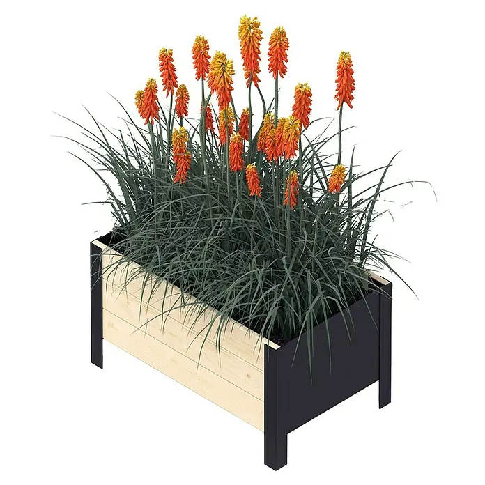 Upyard Pflanzkasten Modernbox niedrig - 58 x 36 x 32 cm, Holz, Natur/Schwarz - Ein Pflanzkasten mit roten und gelben Fackellilien, die aufrecht stehen. Ein dekoratives Element für den Garten oder die Terrasse.