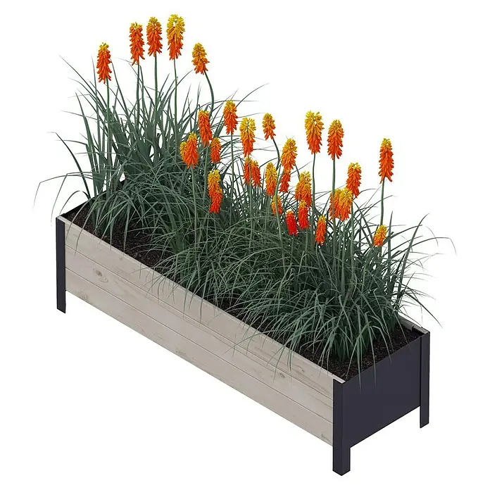 Upyard Pflanzkasten Modernbox niedrig - 118 x 36 x 32 cm, Holz, Grau/Schwarz - Ein rechteckiger Pflanzkasten aus Holz mit Ritterspornblüten in Orange und Gelb.