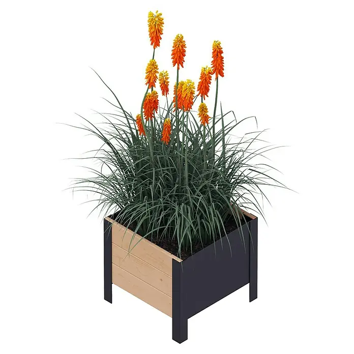 Upyard Pflanzkasten Modernbox niedrig - 36 x 36 x 32 cm, Holz, Braun/Schwarz - Ein dekorativer Blumenkasten mit leuchtend roten Fackellilien und blauem Ziergras, ideal für Garten oder Terrasse.