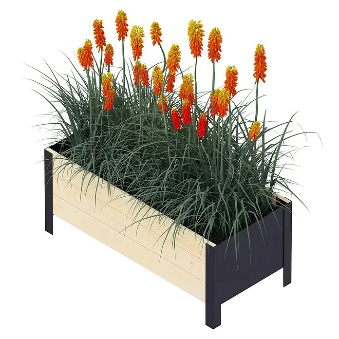 Upyard Pflanzkasten Modernbox niedrig - 78 x 36 x 32 cm, Holz, Natur/Schwarz - Pflanzkasten mit blühenden Fackellilien und Ziergräsern. Die Blumen sind in Gelb- und Orangetönen gehalten.