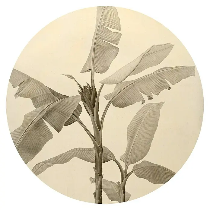 Komar Dots Fototapete rund Banana Plant - 128 cm, Selbstklebend - Illustration einer Bananenpflanze mit detailreichen Blättern, präsentiert in einem runden Format.