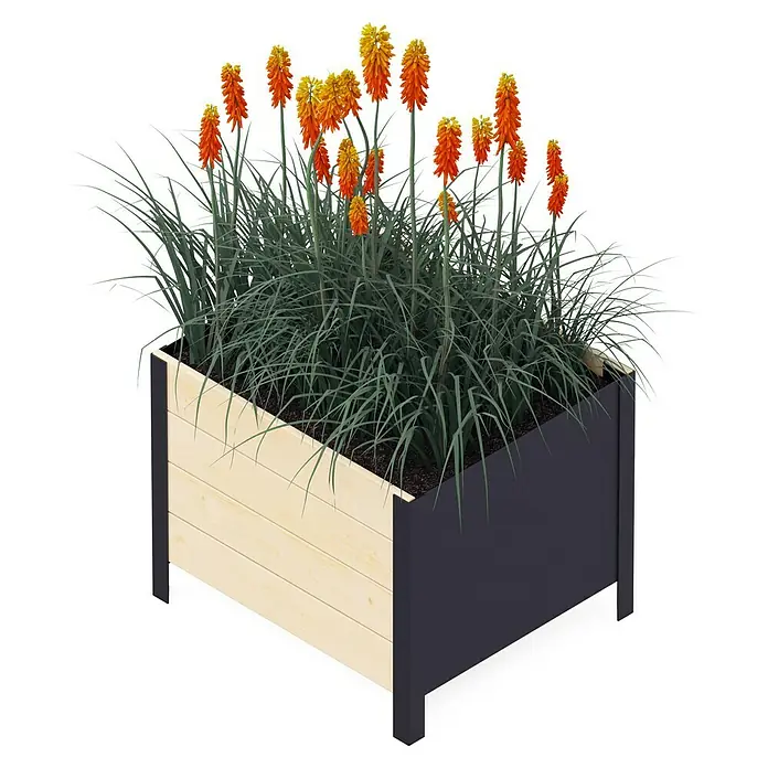 Upyard Pflanzkasten Modernbox tief - 58 x 52 x 48 cm, Holz, Natur - Ein quadratischer Pflanzkasten mit leuchtend roten Fackellilien und zierlichen Gräsern, eine stilvolle Ergänzung für jeden Garten.