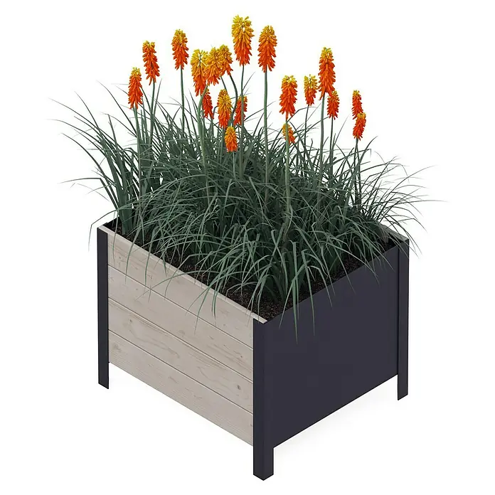 Upyard Pflanzkasten Modernbox tief - 58 x 52 x 48 cm, Holz, Grau - Blumenkasten mit Fackellilien. Der Kasten ist aus Holz und Metall gefertigt, gefüllt mit blühenden, orangefarbenen Fackellilien.