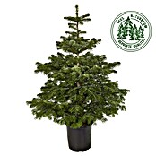 Piardino Nordmanntanne (Abies nordmanniana, Aktuelle Wuchshöhe: 80 cm - 100 cm, Im Topf gedrückt) | BAUHAUS