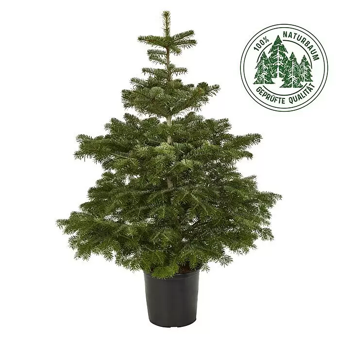 Piardino Nordmanntanne getopft - Abies nordmanniana, 100 cm - 125 cm, Topfgedrückt - Vorderansicht