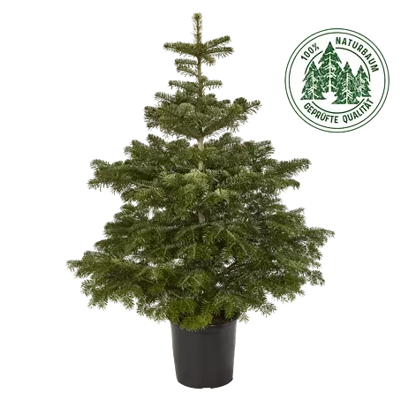 Weihnachtsbume, Tannenbume & Christbume kaufen