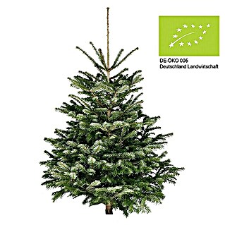 Piardino Bio-Nordmanntanne (150 cm - 200 cm, Weihnachtsbaum, Gesägt, Größe: 150 cm - 200 cm)