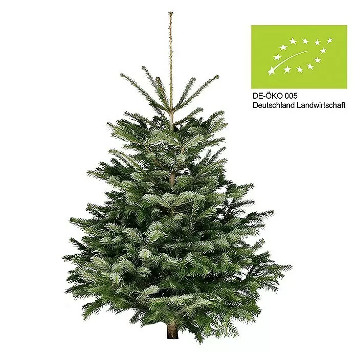 Piardino Bio-Nordmanntanne - 150 - 200 cm hoch, Abies nordmanniana - Bio-Weihnachtsbaum mit grünen Nadeln und EU-Bio-Zertifikat.