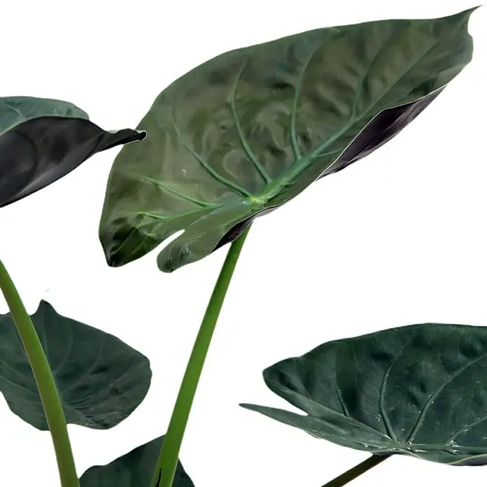 Piardino Elefantenohr - Alocasia wentii, Topfgröße: 19 cm - Nahaufnahme von dunkelgrünen Blättern einer Alocasia, die ihre markanten Blattstrukturen und satte Farbe hervorhebt.