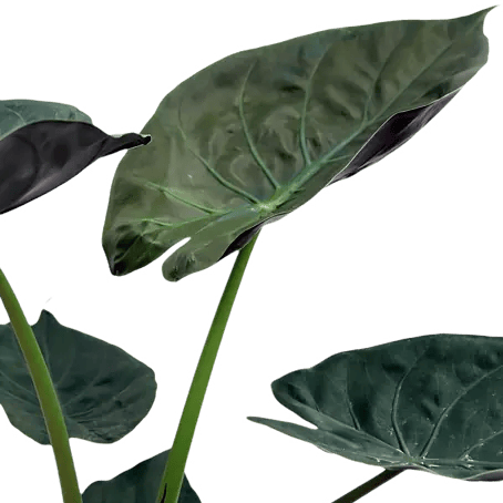 Piardino Elefantenohr - Alocasia wentii, Topfgre: 19 cm online kaufen bei  BAUHAUS