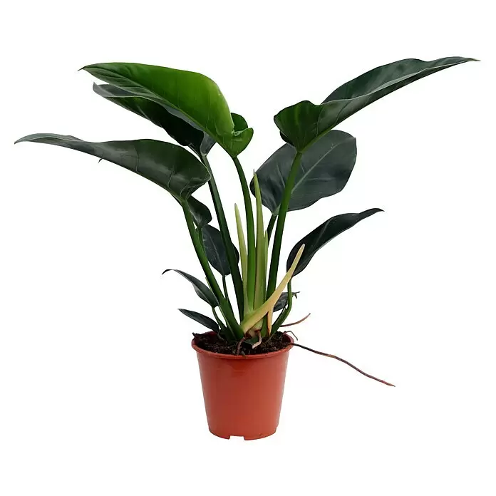 Piardino Baumfreund Congo MillionsPhilodendron, Topfgröße: 19 cm