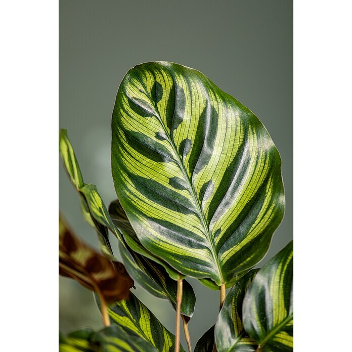 Piardino Korbmarante (Calathea makoyana, Topfgröße: 17 cm) | BAUHAUS