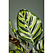 Piardino Korbmarante (Calathea makoyana, Topfgröße: 17 cm) | BAUHAUS