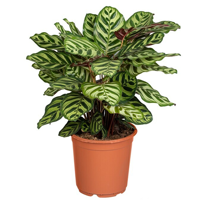 Piardino Korbmarante (Calathea makoyana, Topfgröße: 17 cm) | BAUHAUS