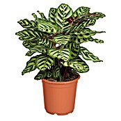 Piardino Korbmarante (Calathea makoyana, Topfgröße: 17 cm) | BAUHAUS