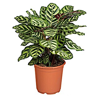 Piardino Korbmarante (Calathea makoyana, Topfgröße: 17 cm)