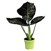 Piardino Elefantenohr 'Regal Shields' (Alocasia, Topfgröße: 15 cm) | BAUHAUS