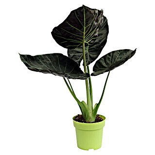 Piardino Elefantenohr 'Regal Shields' (Alocasia, Topfgröße: 15 cm)