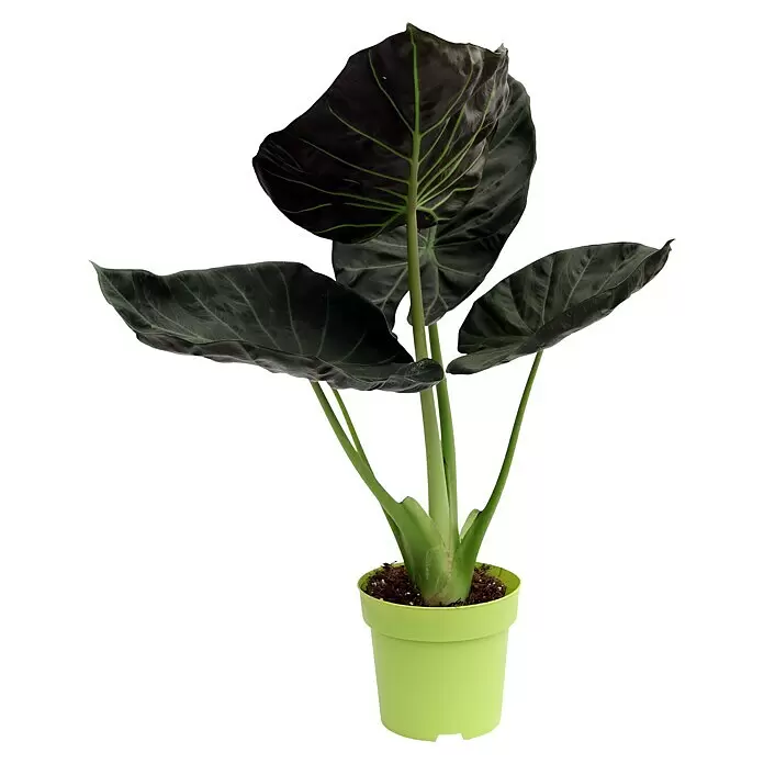 Piardino Elefantenohr 'Regal Shields' - Alocasia, Topfgröße: 15 cm - Dunkelblättrige Alocasia-Zimmerpflanze in einem hellgrünen Topf.