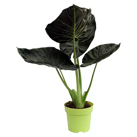 Piardino  Elefantenohr 'Regal Shields'