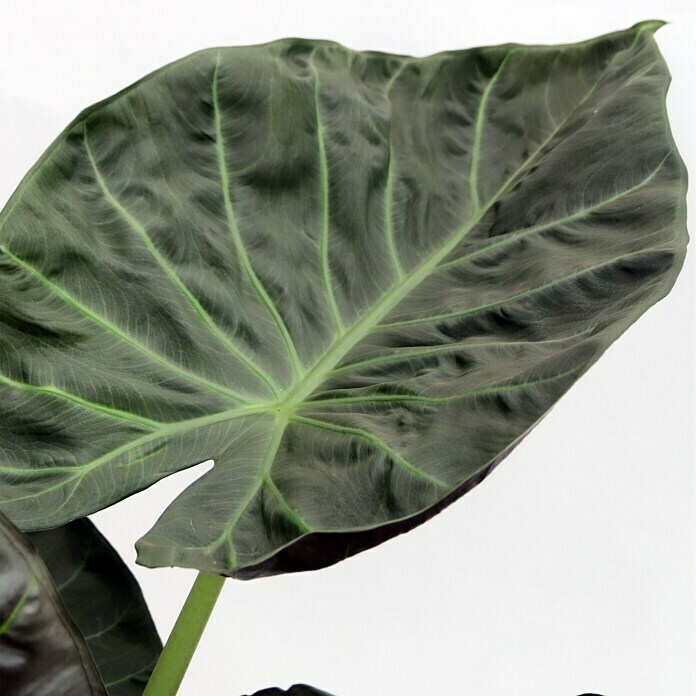 Piardino Elefantenohr 'Regal Shields' (Alocasia, Topfgröße: 15 cm) | BAUHAUS