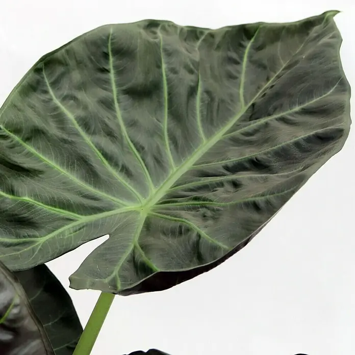 Piardino Elefantenohr 'Regal Shields' - Alocasia, Topfgröße: 15 cm - Nahaufnahme eines einzelnen, breiten, dunkelgrünen Alocasia-Blattes mit auffälligen, hellgrünen Adern vor einem hellen Hintergrund.