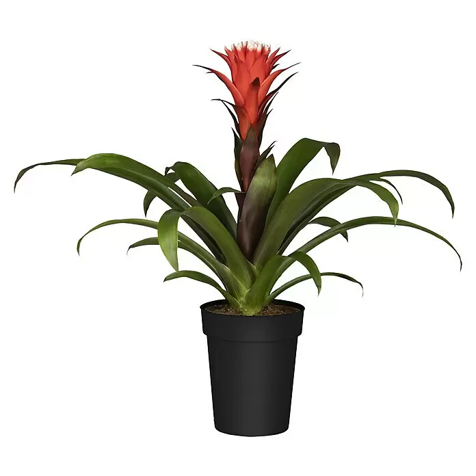 Piardino GuzmanieGuzmania 'Hope', Topfgröße: 12 cm