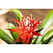 Piardino Guzmanie (Guzmania 'Hope', Topfgröße: 12 cm) | BAUHAUS