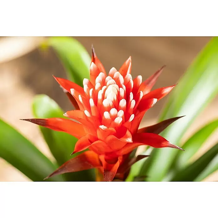 Piardino Guzmanie - Guzmania 'Hope', Topfgröße: 12 cm - Detailaufnahme