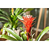 Piardino Guzmanie (Guzmania 'Hope', Topfgröße: 12 cm) | BAUHAUS