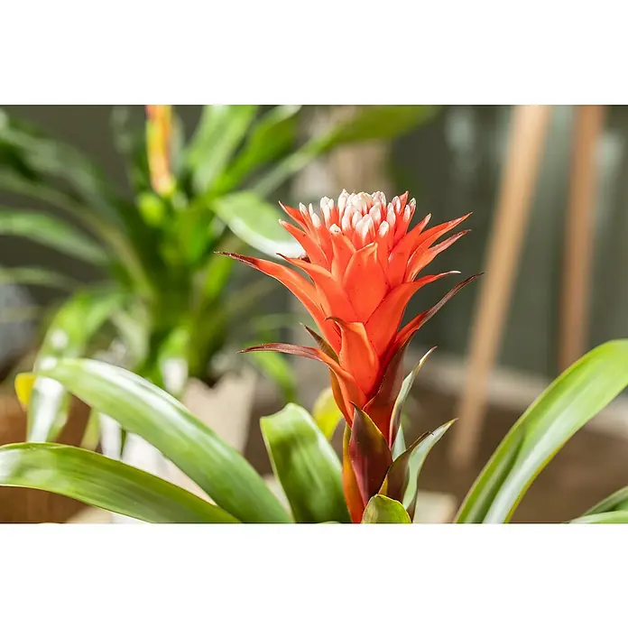 Piardino GuzmanieGuzmania 'Hope', Topfgröße: 12 cm - Nahaufnahme einer blühenden Guzmania-Pflanze mit roten Blütenständen und grünen Blättern, die eine exotische und lebendige Atmosphäre schafft.