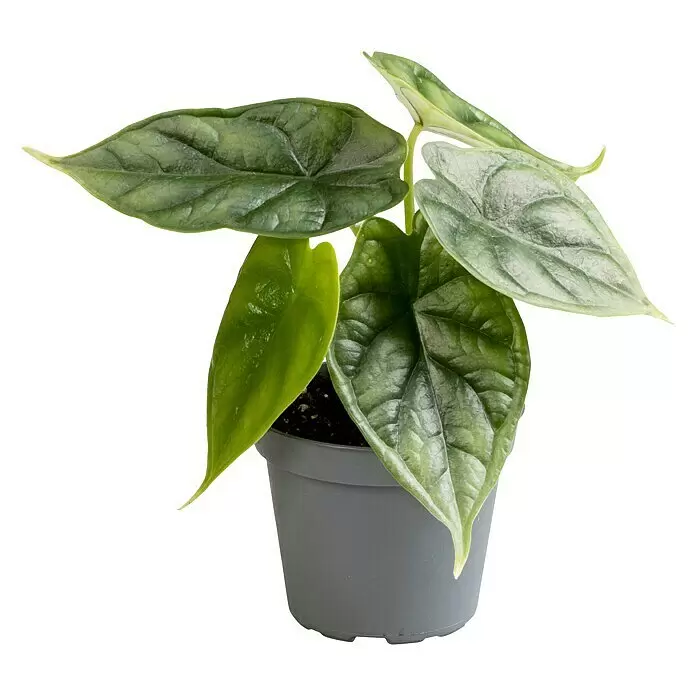 Piardino Elefantenohr 'Dragon Scale'Alocasia, Topfgröße: 6 cm