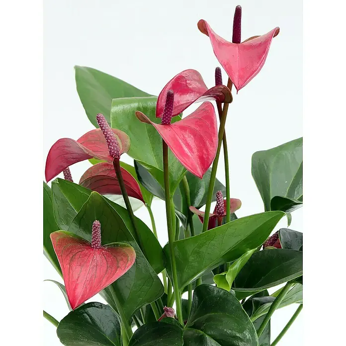 Piardino Flamingoblume - Anthurium andreanum, Topfgröße: 12 cm, Dunkellila - Nahaufnahme einer Anthurie-Pflanze mit leuchtend roten Blütenblättern und grünen Blättern, die auf einem neutralen Hintergrund einen Farbtupfer bietet.