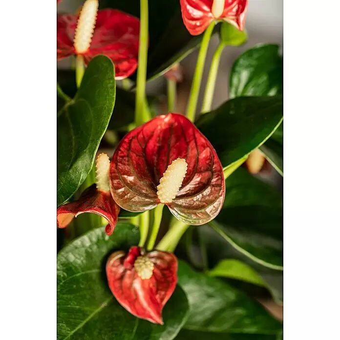 Piardino Flamingoblume - Anthurium andreanum, Topfgröße: 12 cm, Dunkelrot - Nahaufnahme leuchtend roter Anthurienblüten mit gelben Kolben und tiefgrünen Blättern.