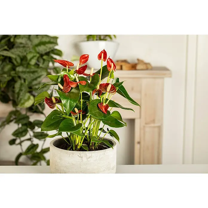 Piardino Flamingoblume - Anthurium andreanum, Topfgröße: 12 cm, Dunkelrot - Nahaufnahme einer Anthurienpflanze mit roten Blüten in einem grauen Topf auf einem Tisch, die ihre Schönheit und Eleganz zeigt.