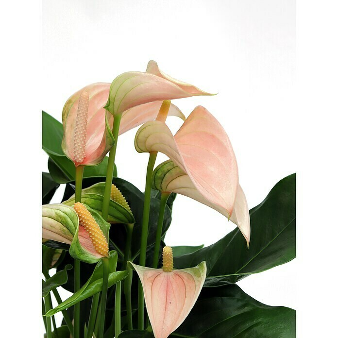 Piardino FlamingoblumeAnthurium andreanum, Topfgröße: 12 cm, Lachsrosa Detail Shot