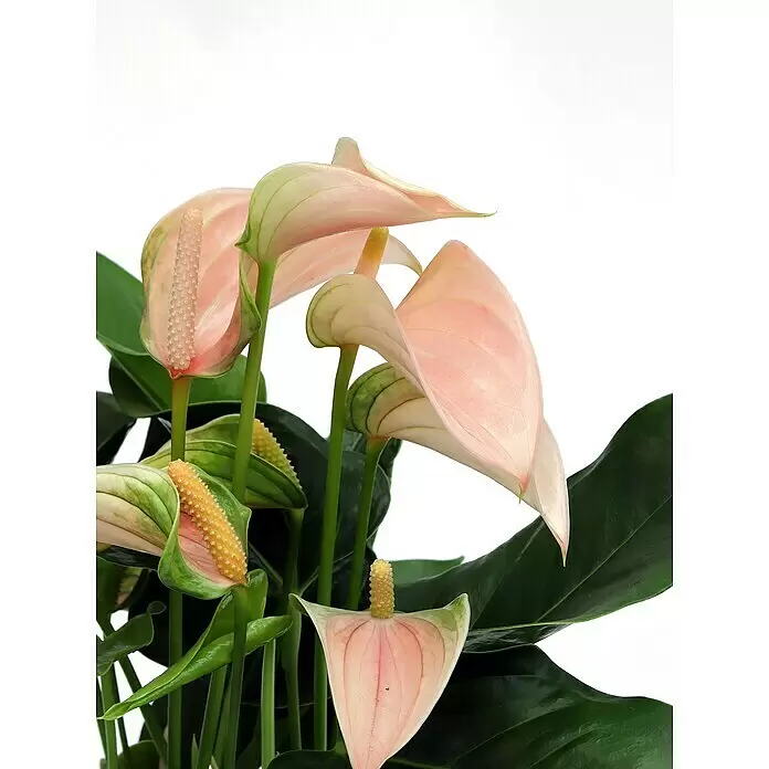 Piardino Flamingoblume - Anthurium andreanum, Topfgröße: 12 cm, Lachsrosa - Rosa Anthurienblüten mit charakteristischen Spadices und dunkelgrünen Blättern.